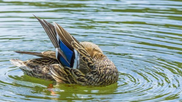 Washington, Seabeck Mallard duck preening